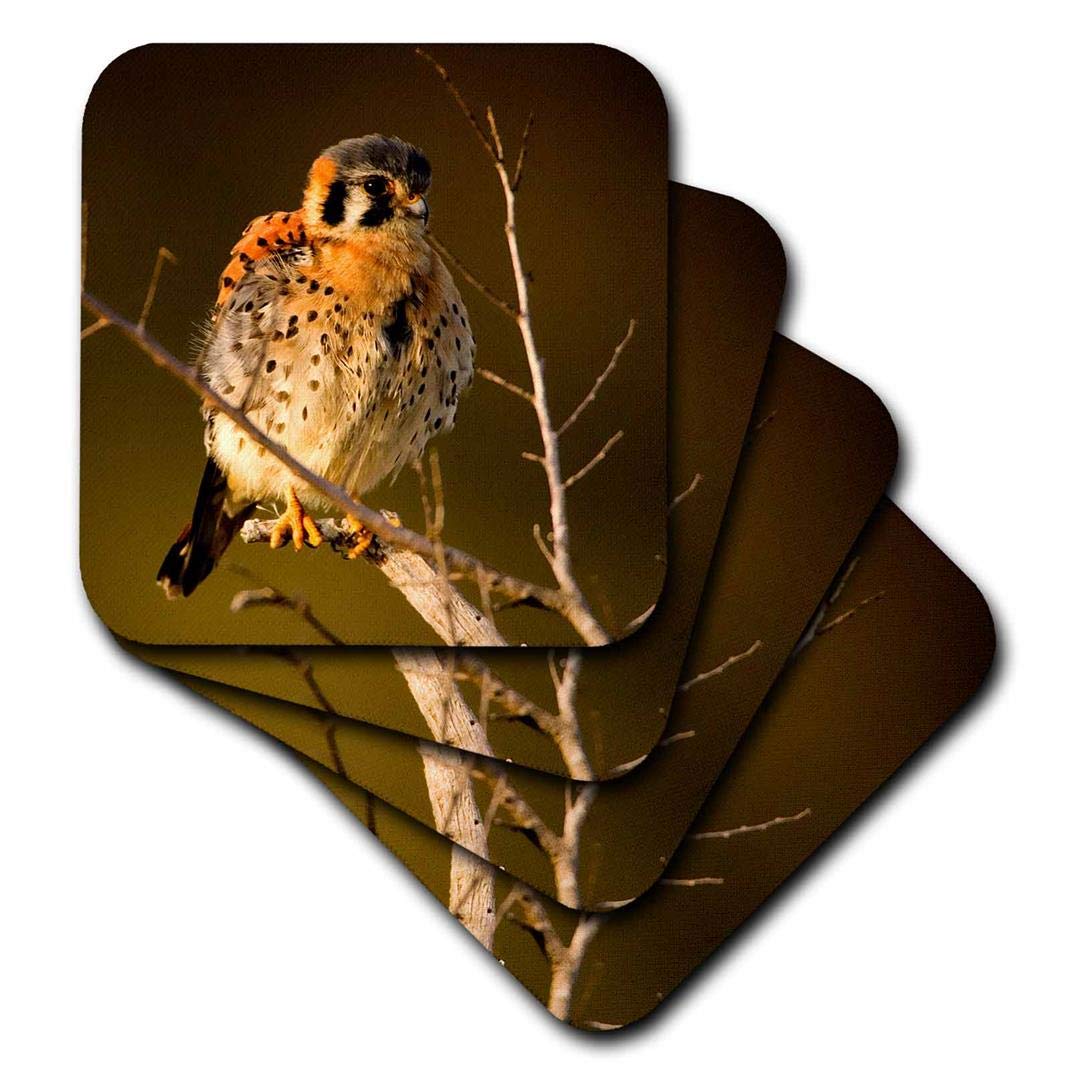 3dRose Young Kestrel Sparrow Hawk in The Setting Sun. - Soft Coasters, Set of 4 (CST_172997_1)