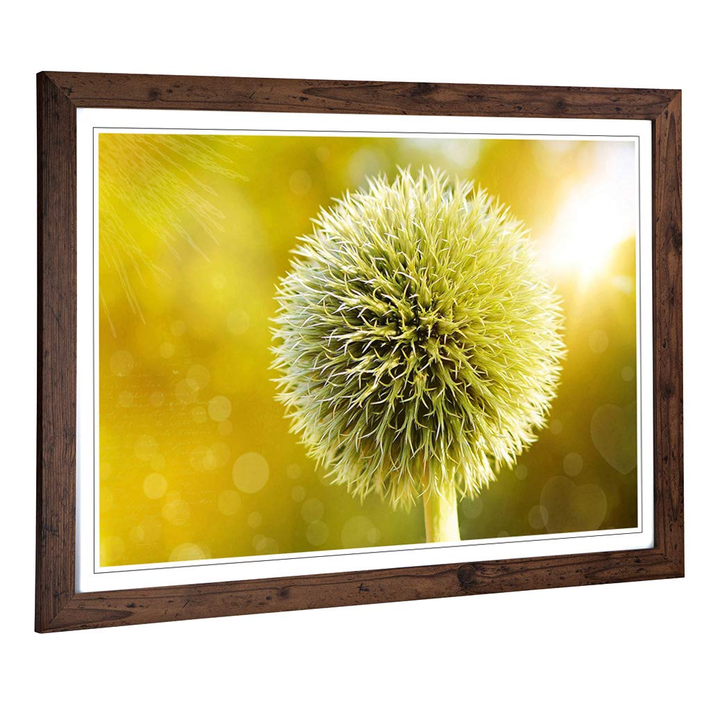 Big Box Art Framed Print of Yellow Flower Globe Thistle (2) Design | Wall Art Picture | Home Decor for Kitchen, Living Room, Bedroom, Hallway, Walnut, A2 / 24.5x18 Inch / 62x45cm