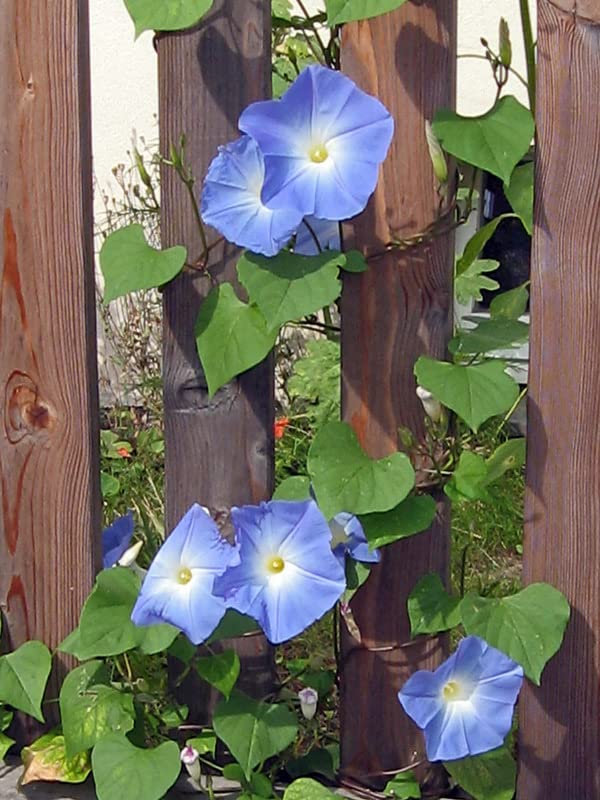 Trichterwinde 'Heavenly Blue' (Ipomoea tricolor) - ca. 50 Samen :  Amazon.de: Garten