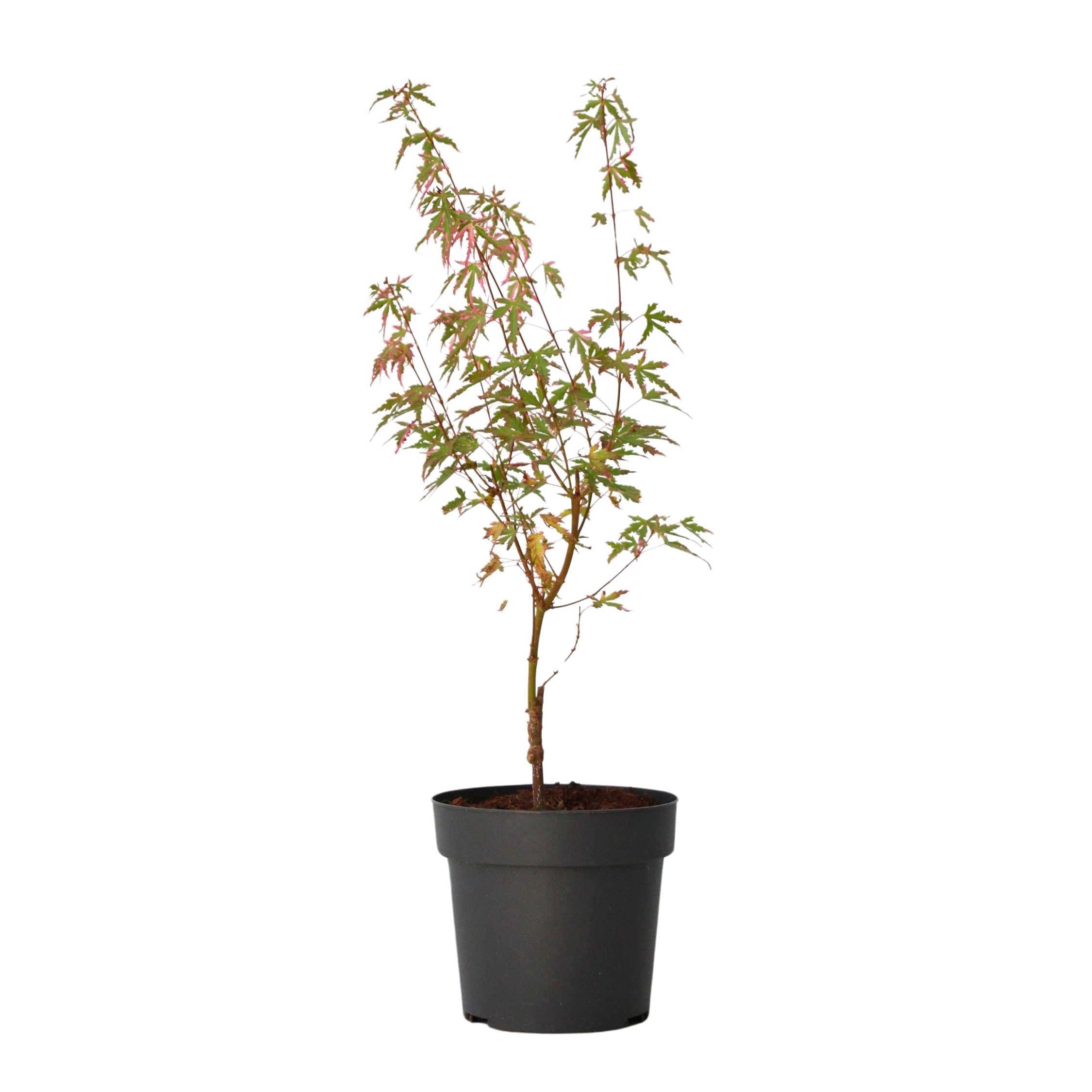 Plant in a Box - Érable du Japon - Avec engrais - Acer palmatum 'Taylor' - Hauteur 50-60cm - Pot 19cm - Plante d’extérieur - Vert - Rose