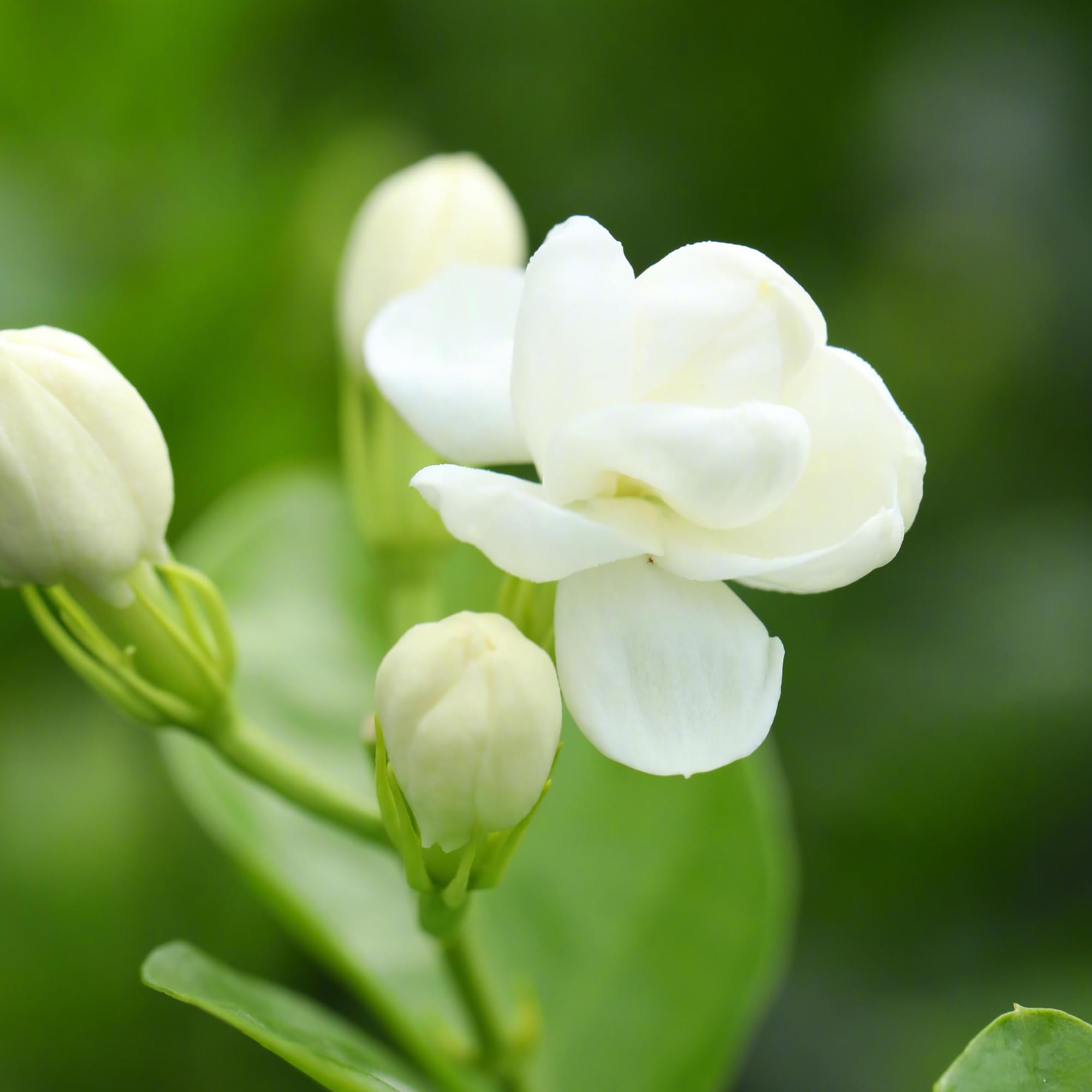 30pcs White Arabian Jasmine Seeds for Planting Non-GMO Perennial Flower Seeds Open Pollinated Outdoor Garden Plants Grow Easily