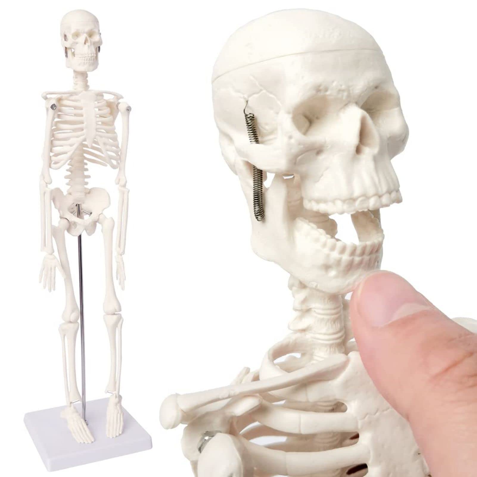 Buy Mini Human Skeleton Model for Anatomy, 17.7 Inch Full Body Human ...