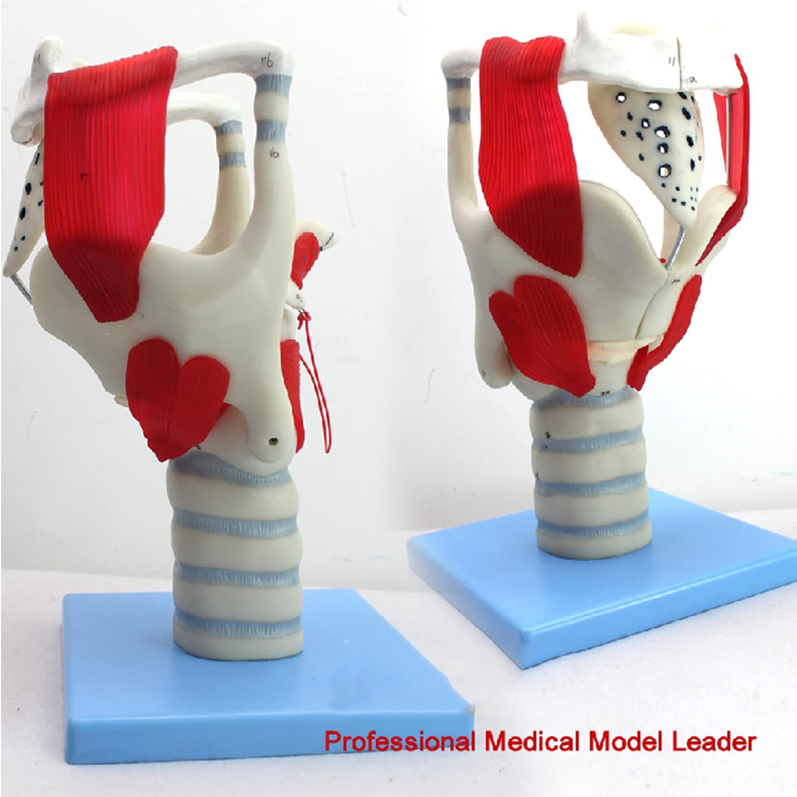 Model anatomiczny gardła – 24 części wskaźnik do nauczania i