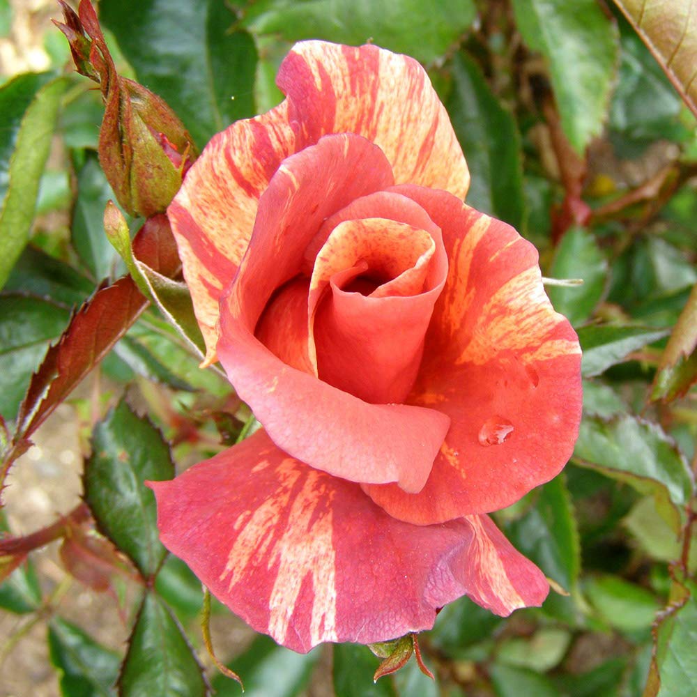 Heirloom Tawny Tiger Rose