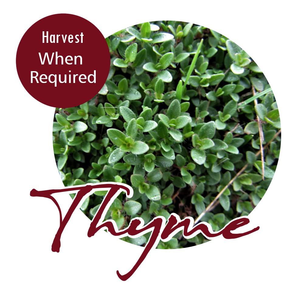 Thyme Seeds U2013 RHS Plants For Pollinators U2013 Aromatic Herb For Culinary Use U2013 Perennial, Easy To Grow U2013 Fresh Herbs All Year Round U2013 For Your Kitchen Garden