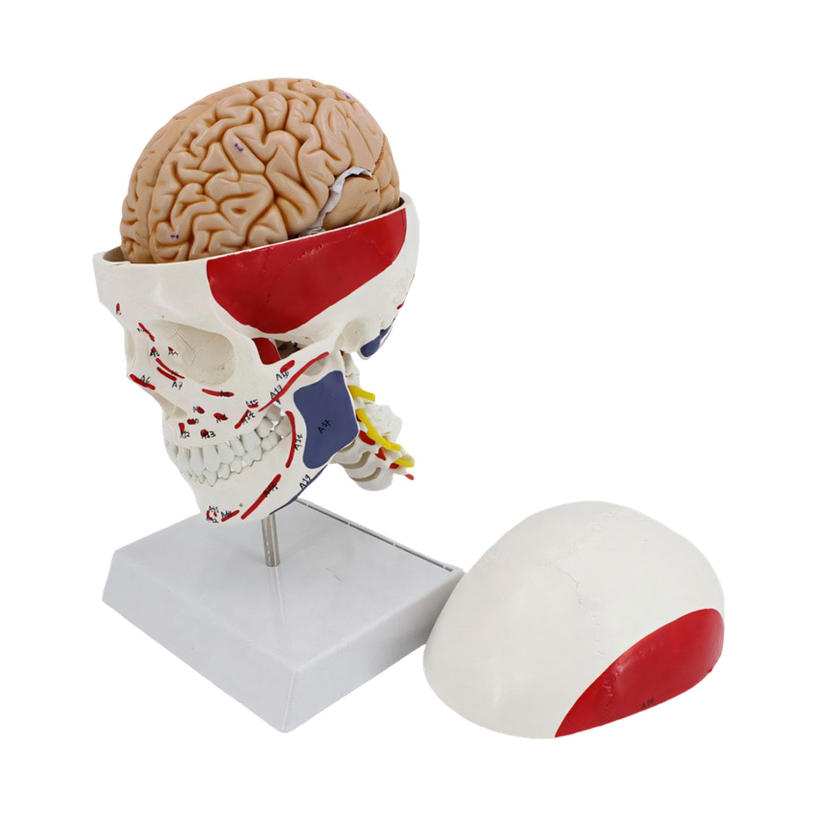 Cranio educativo in PVC con muscoli codificati a colori, ideale per studi scolastici, cranio con colonna vertebrale cervicale