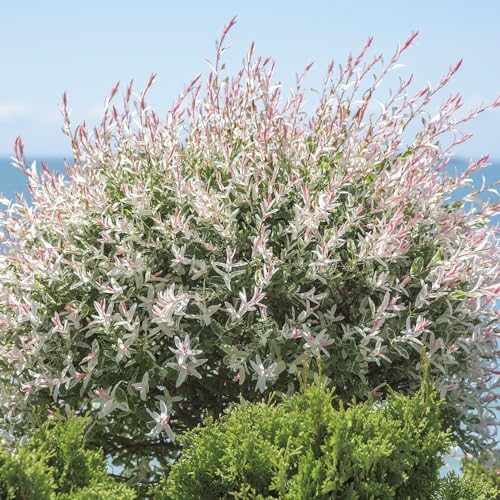 Image of Salix Integra 'Hakuro-nishiki' Standard Stem - Hardy Shrub - Showy Willow Spring Colours Easy to Grow Flamingo Tree Ideal Patio Display 1x 17cm Potted Plant + 1x Patio Pot by Thompson and Morgan