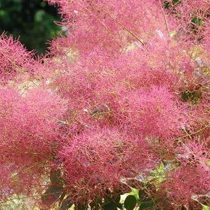 Amazon スモークツリー 苗 リトルルビー 赤色 約1 0m 接ぎ木 根巻き苗 植木 Amazon スモークツリー 苗 リトルルビー 赤色 約1 0m 接ぎ木 根巻き苗 植木