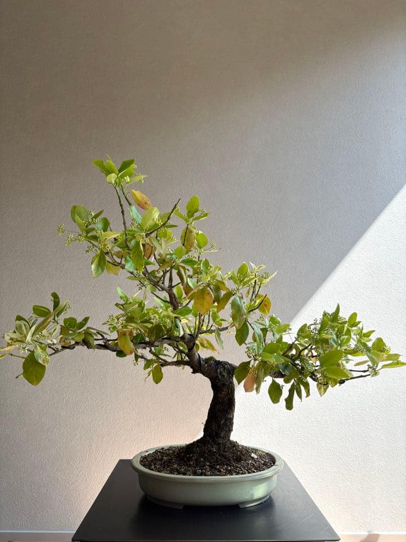 斑入りマサキ　盆栽　希少　樹高40㎝ Amazon｜斑入りマサキ 盆栽 樹高40㎝｜観葉植物 オンライン通販