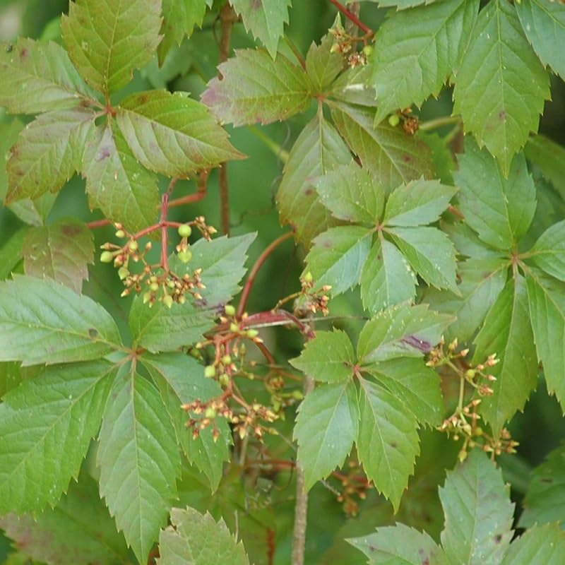 Parthenocissus quinquefolia (Virginia Creeper, Engelmann's Ivy) Vine Seeds, Fast-Growing, Greenish-White Flowers, Seeds by MySeeds.Co, You Choose The Amount (1/4 LB)