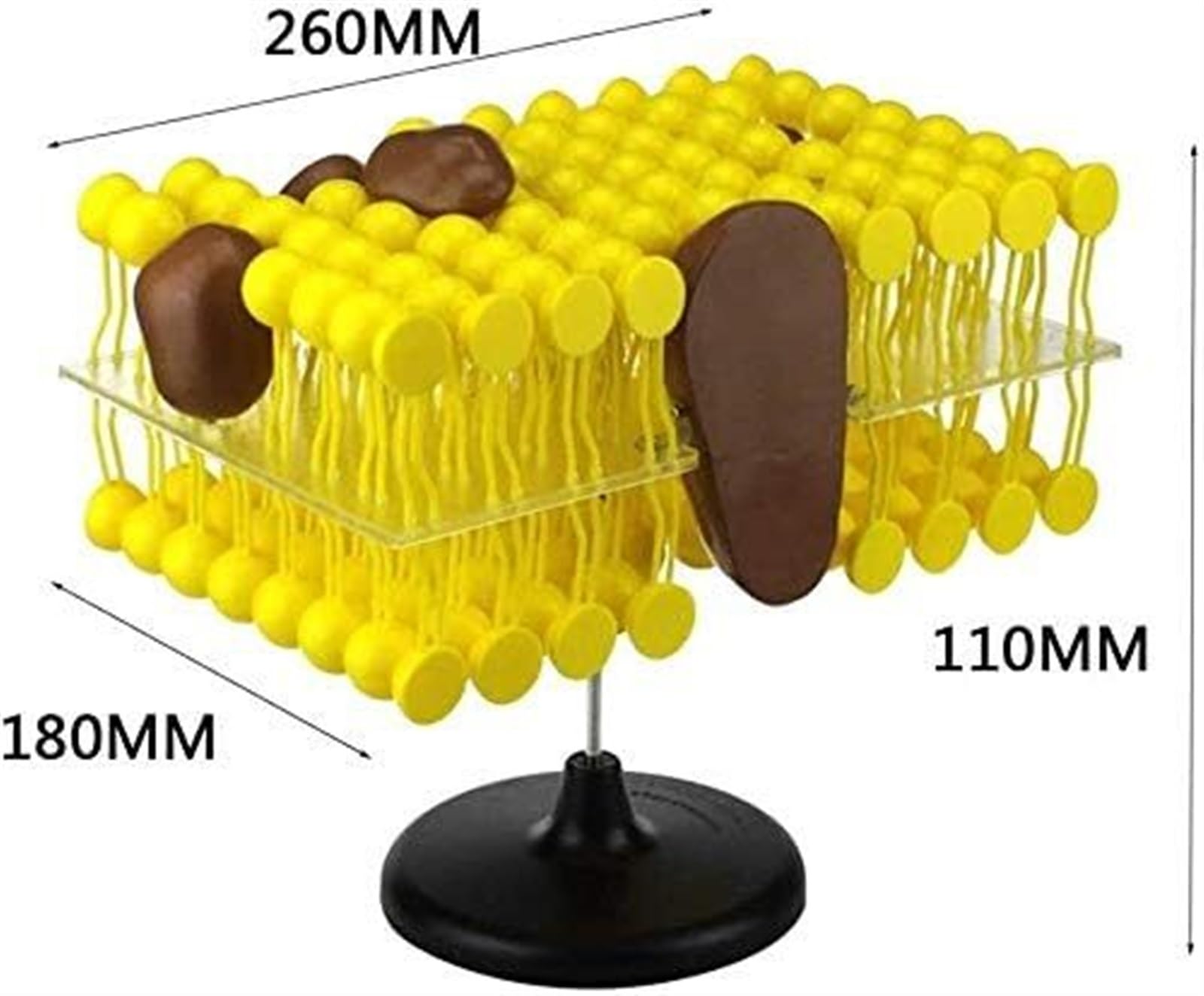 Composants Du Modèle De Mosaïque De Flux De Membrane Cellulaire Démonstration Pédagogique Équipement Expérimental Instruments Scientifiques Et Éducatifs Modèle D'Enseignement, Anatomie De La Structur