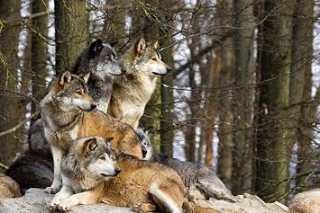 Wolf Poster Gray Wolves Photograph Photos Wild Pack Native Animal Picture Forest Decor Cool Wall Art Print Poster 36x24