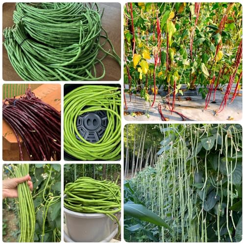 Semillas de frijol medidor, resistentes para el jardín. Semillas de espárragos, Vigna unguiculata, Las perennes son perennes resistentes 80pcs
