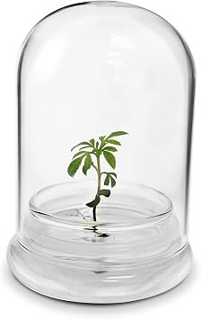 Terra Gel Seed Germination Tray with Glass Dome Advanced Technology Gardening Supplies Plant Propagation Station Form Seeds Easy to Use Seed Starter Kit