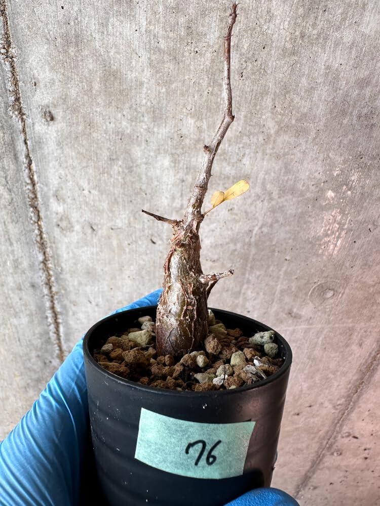 Amazon｜【現品限り】センナ・メリディオナリス 実生【A76