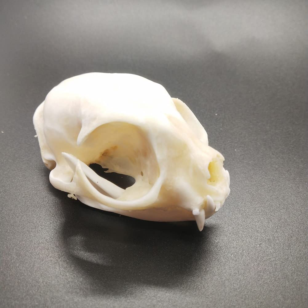 9pcs Real Animal Skull Set van Kat Hond Fox Egel Nutria Raccoon Muskrat Nerts Konijnen Schedel Specimens voor Home Decoratie Collectibles Studie ( Color : Cat