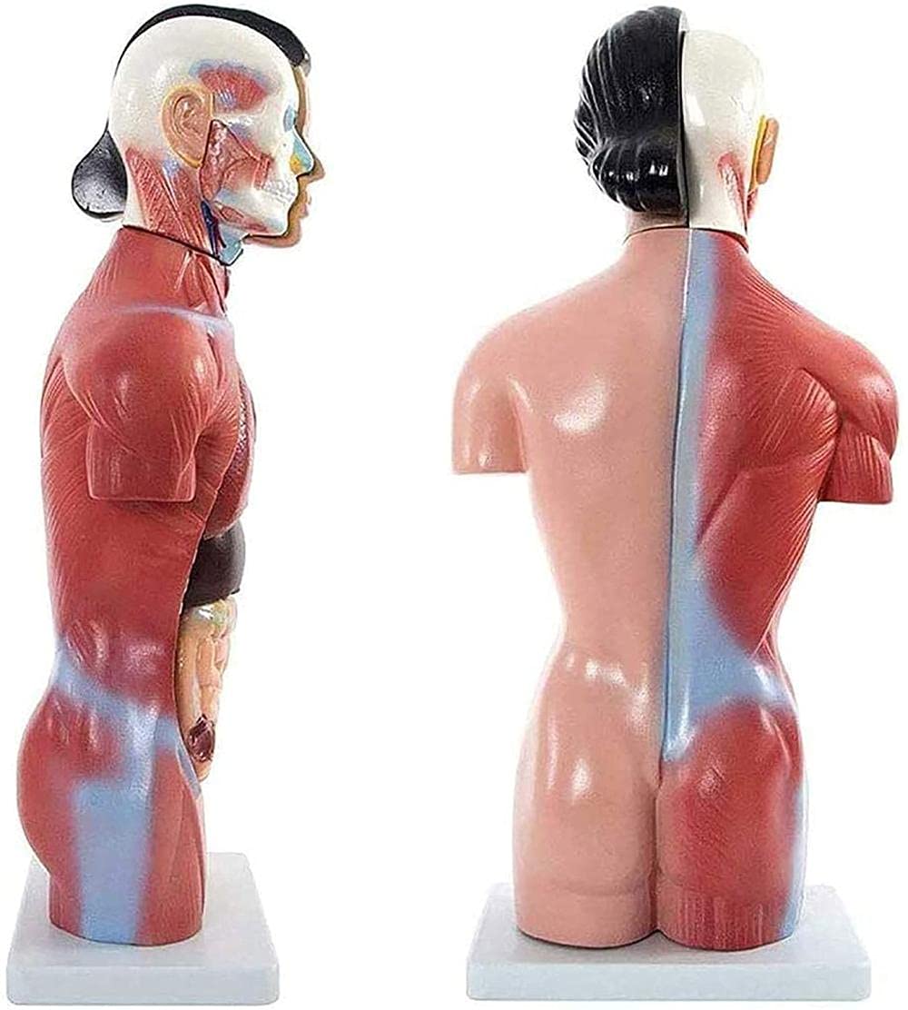 GTHTUHFD Skeleton Model Female Human Torso Model Human Anatomy Torso Medical Model For Medical Education -42Cm