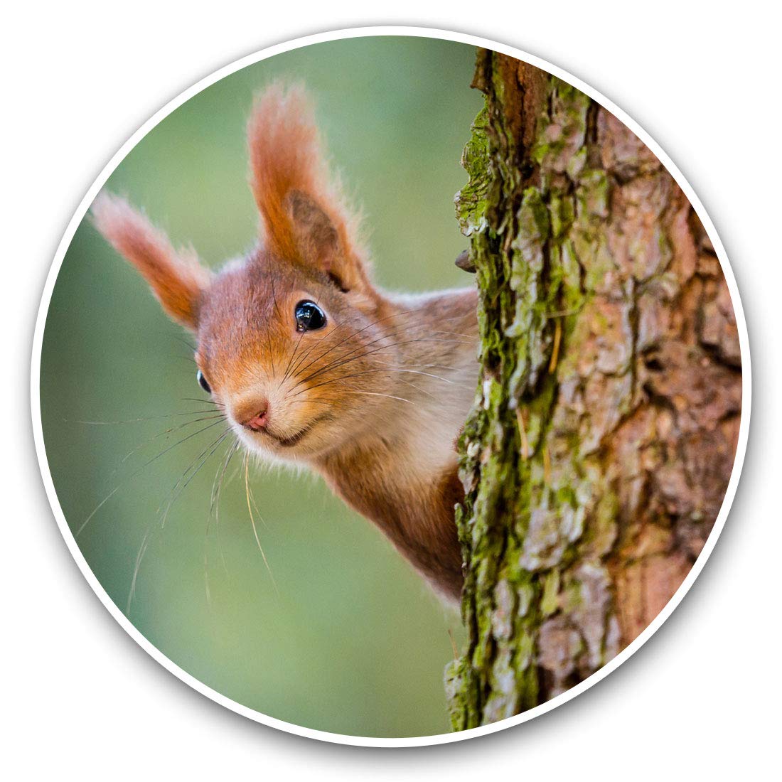 Destination Vinyl Ltd Little Red Squirrel Woods Forrest 16883 2 X 15Cm Vinyl Stickers - Little Red Squirrel Woods Forrest Decals 16883