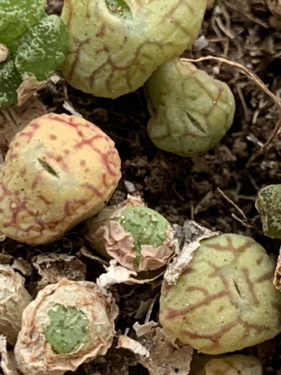 (発芽確認済み)コノフィツム　ペルシダム系　119種類セット　10粒ずつ 発芽確認済み) コノフィツム ペルシダム系 種子119種類セット 各