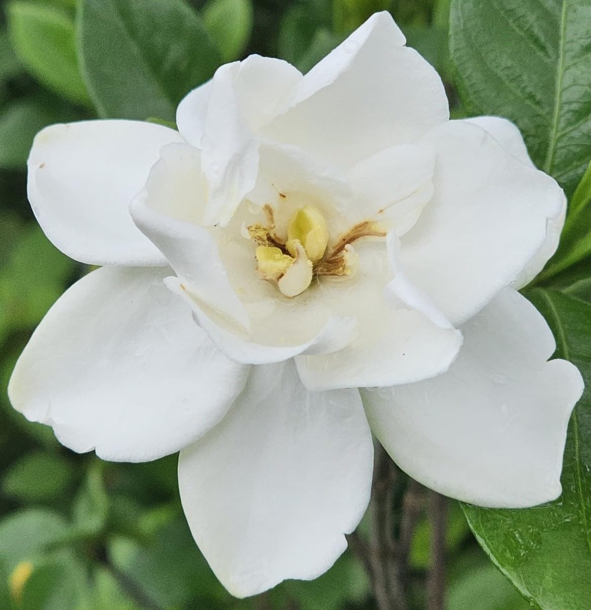 DAS Farms Chuck Hayes Gardenia (1-2 ft)