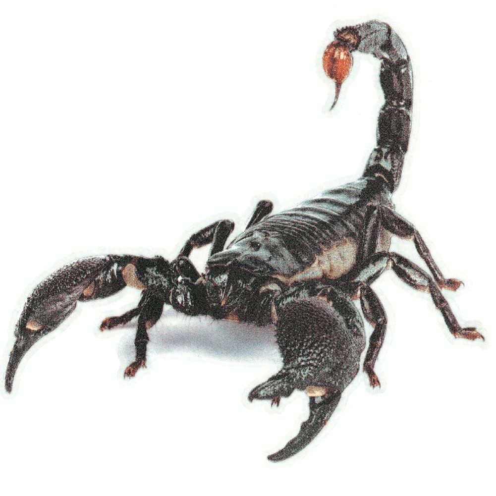 bopely 3d Scorpion Car Sticker Auto Headlight Scorpion Waterproof Vinyl Decal Sticker for Car Truck Motorcycle Window Bumper Wall Decor