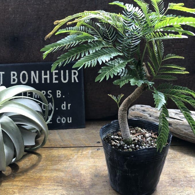 Amazon.co.jp: 曲がり木 エバーフレッシュ 観葉植物 インテリア : DIY Amazon.co.jp: 曲がり木 エバーフレッシュ 観葉植物 インテリア : DIY