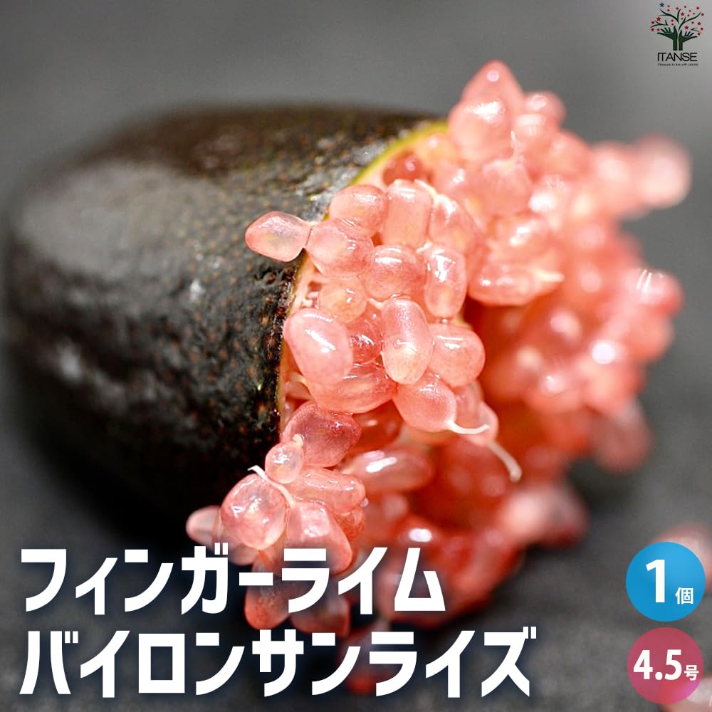 フィンガーライム 61OlSjl3YYL._UF350,350_QL50_.jpg