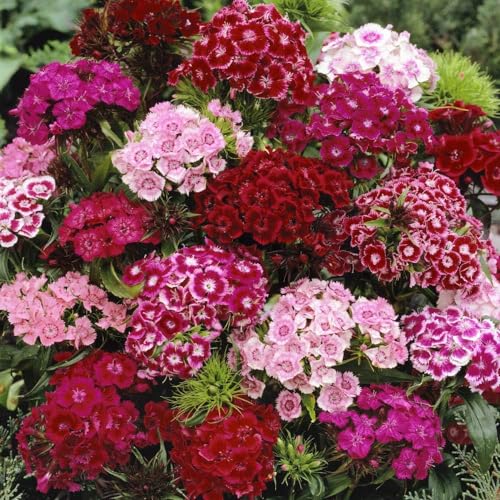 Sweet William Seeds for Planting - 5000+ Mix Dianthus Barbatus Seeds Sweet William Flower Seed Open Pollinated Non-GMO Flower Seeds