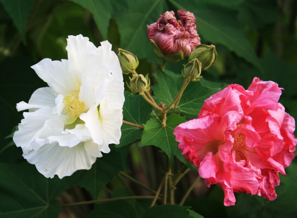 Golden Bloom Changeable Rose (1 Healthy Live Plant) Confederate Rose Land Lotus Plant Double Petal cotton rose plant,Chinese Rose, Cotton Rose Chinappratti Semburutti Neladavare Charate Bettadaavare (B0CHJBMVNY) Amazon Price History, Amazon Price Tracker