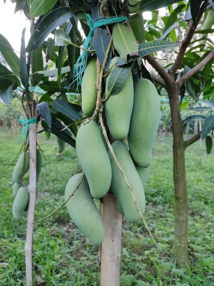 GreenWorld Special Sweet Amrapali Mango,Aam,Amba Fruit Healthy (GRAFTED) Live Plant, Thailand Variety,''Fruit After 1 Year''