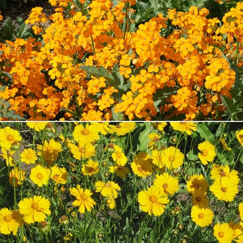 Image of Ferry-Morse Cool Season Bulk Wildflower Seeds, 500,000+, 1 lb