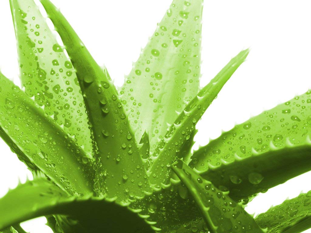 JSL Plastic Aloe Vera Plant Indore Planting with Watering Plastic Pot 4" , 100g Soil and 100g Compost- Green (B0974TQ8TJ) Amazon Price History, Amazon Price Tracker