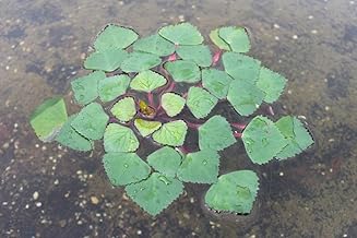 Trapa natans, water nut, active nature conservation. Water plant of the year 2011! domestic rarity!
