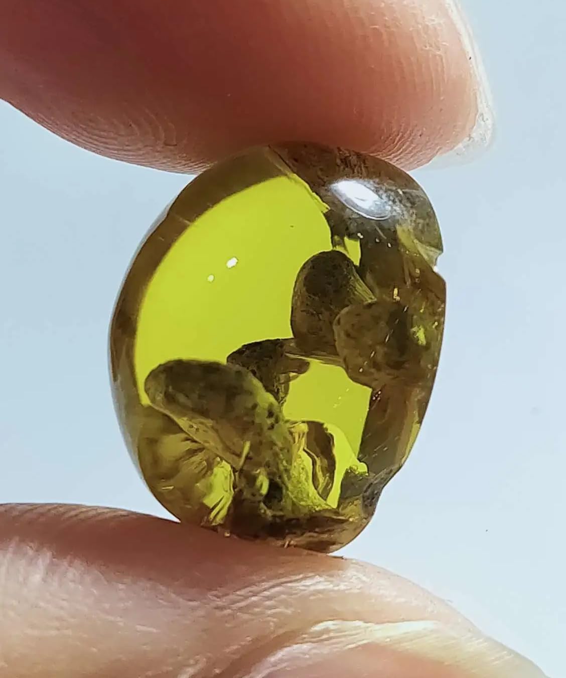 Burmese burmite Cretaceous Panorpa macrostyla Insects Fossil Amber Myanmar