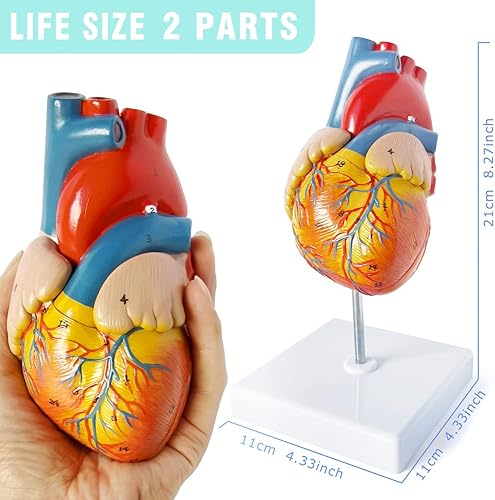 Miniatura 2 de Modelo de cuerpo humano, esqueleto y corazón, el mejor modelo de anatomía, juego de 3 herramientas de estudio manuales de modelo 3D para estudiantes