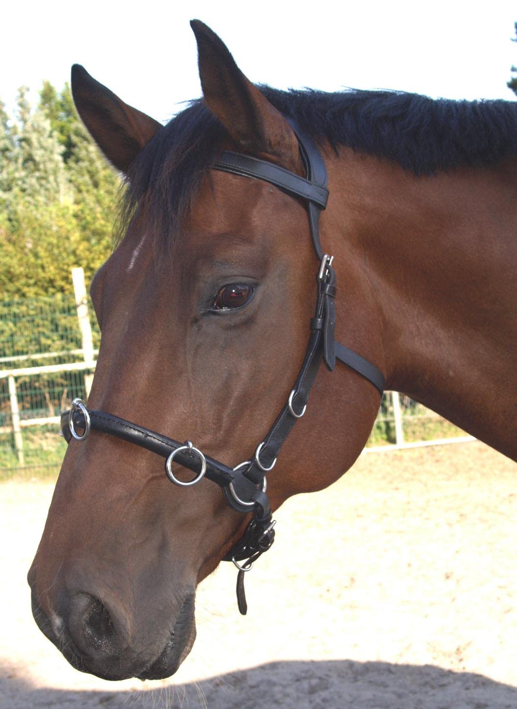 Kappzaum mit Gebiss Einhängung Minipony Minishetty Mini Shetty Pony VB WB Leder Schwarz Tysons (WB)