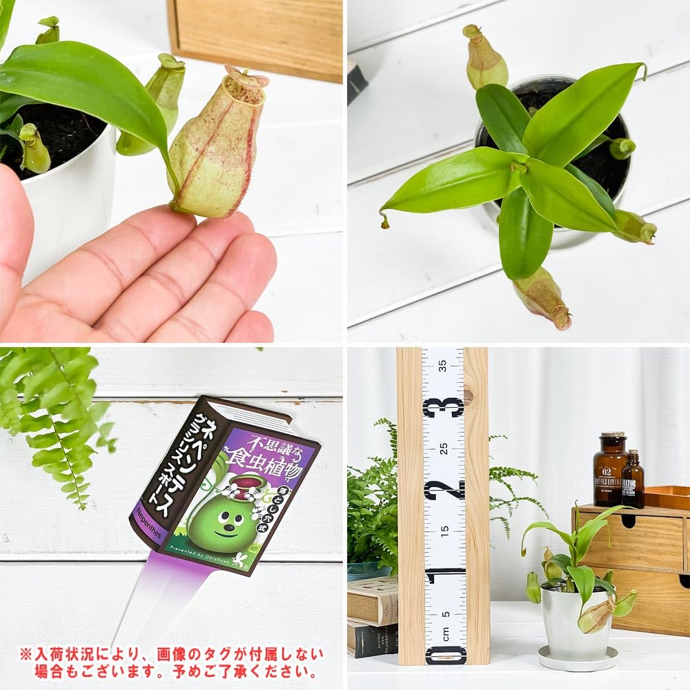 Amazon.co.jp: PLANCHU 食虫植物 ネペンテス グラシリス スポート 3.5
