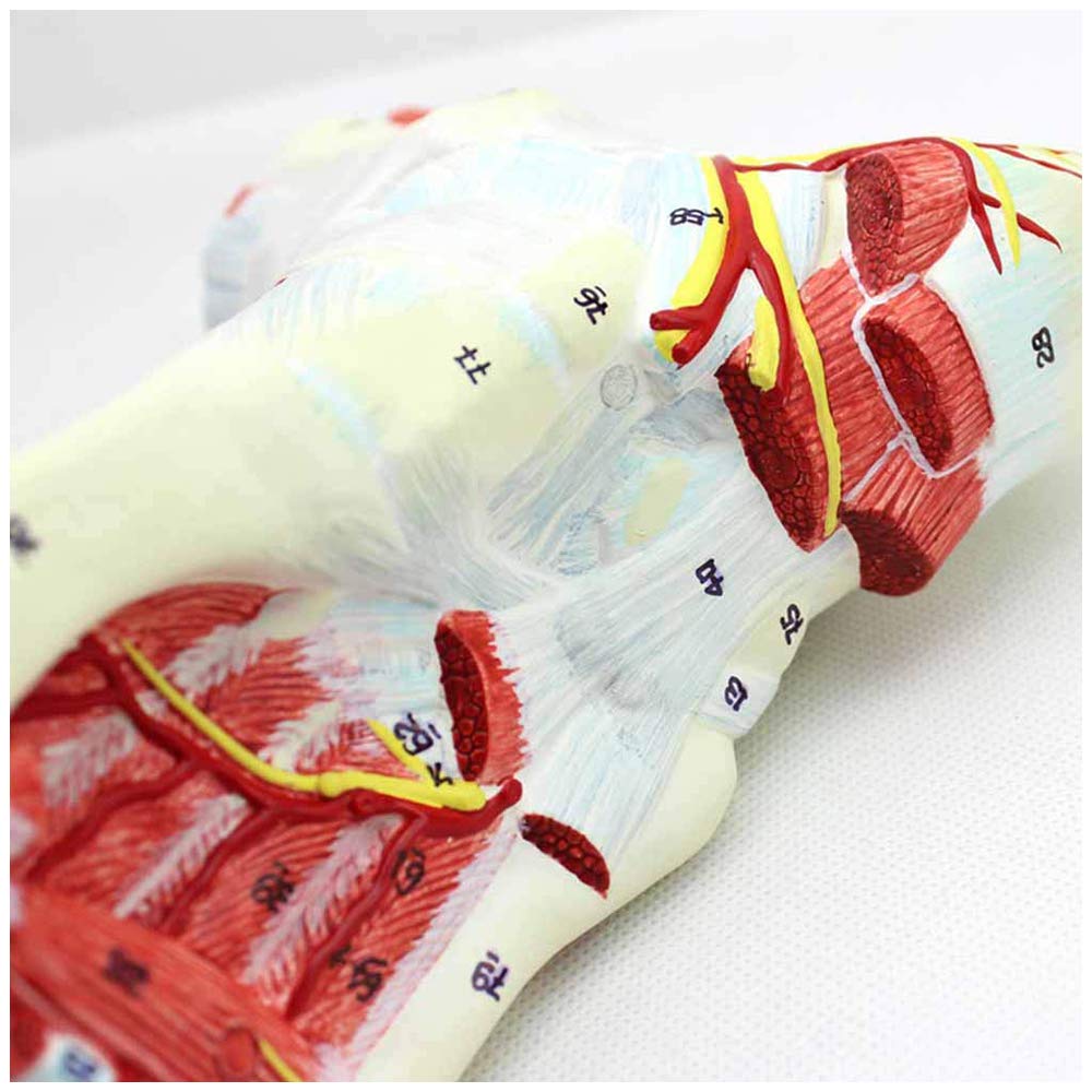Buy Huili Medical Anatomical Foot Model Regional Anatomy of The Foot