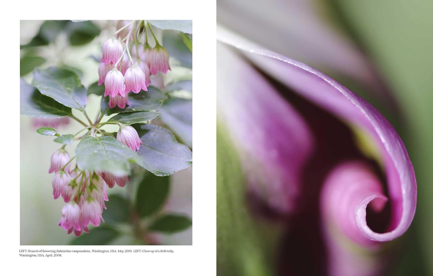 Beautiful Blooms: A Photographic Celebration (Flowers)