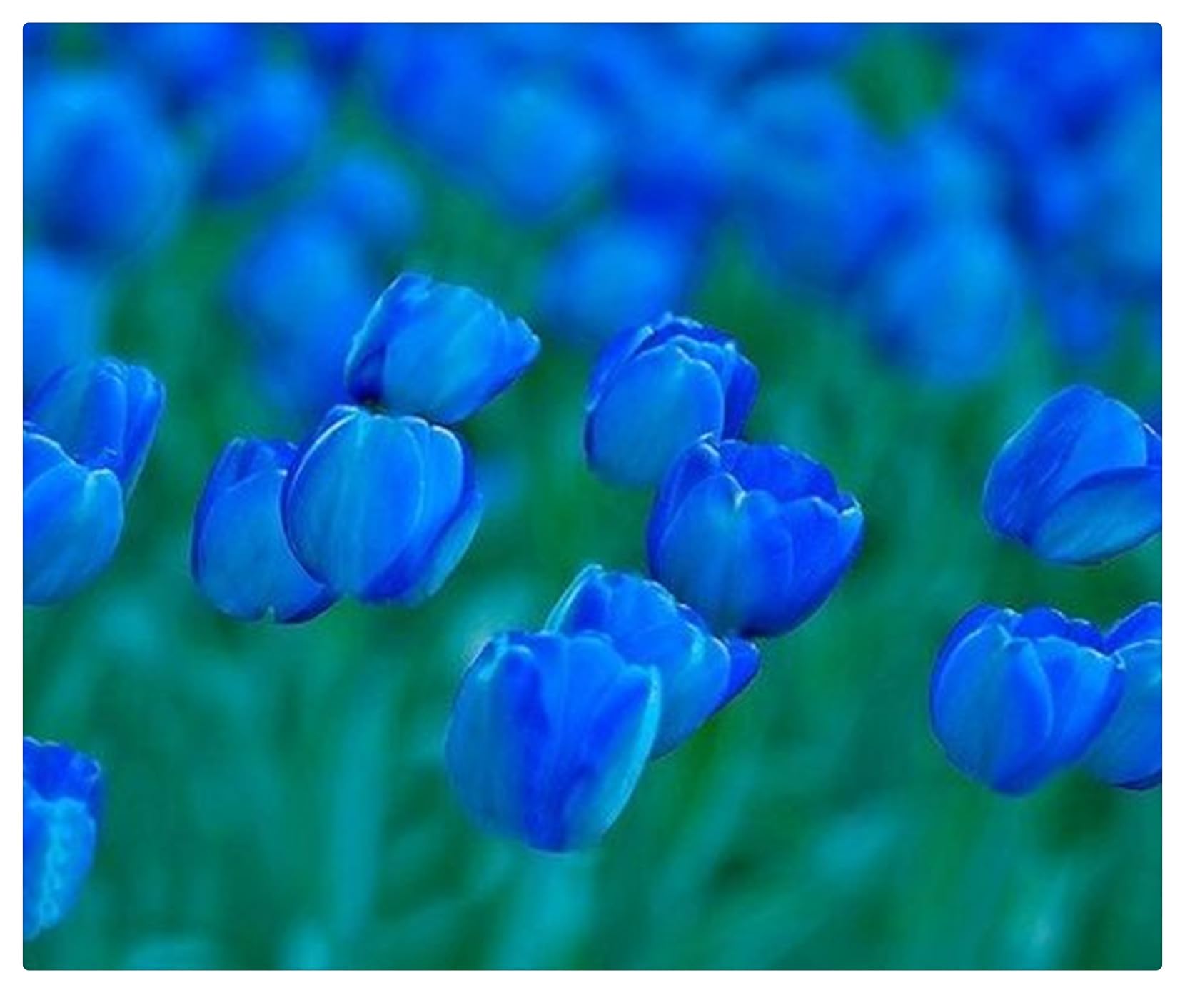 Tulipano Bulbi Intatti, Bulbi di Tulipani,Turgidi, Tulipani bulboso,Sani, Robusti, Compatti, Vigorosi-10 bulbi-J