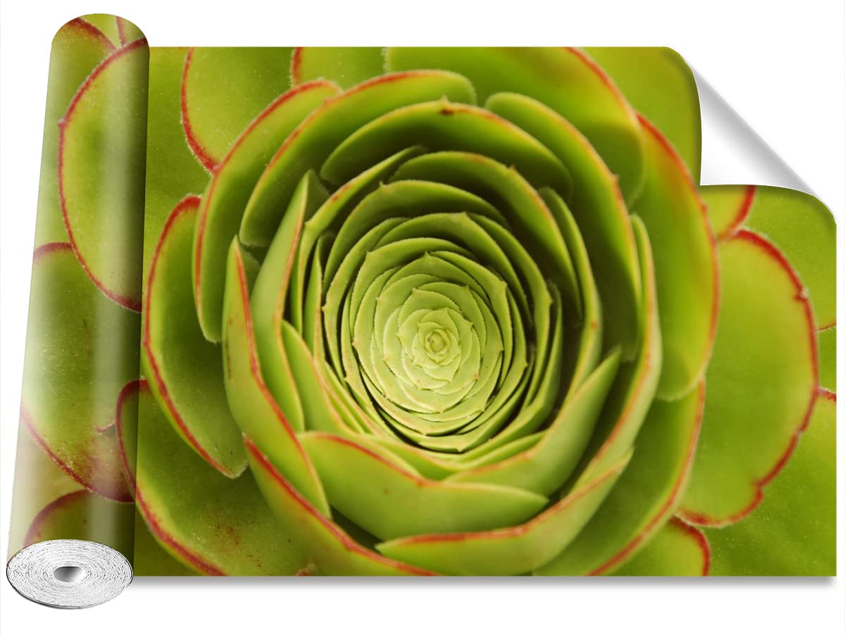 Papier peint fleur verte Tulup 250x104cm pour créer un mur d'accent végétal dans le salon