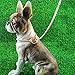 Dog P Snake Chain Chrome Plated Metal Dog Training Choke/Collar-Fully Guaranteed Against Rust Tarnish or Breakage-Recommended for Professional Training (Rose Gold, 4mm * 18