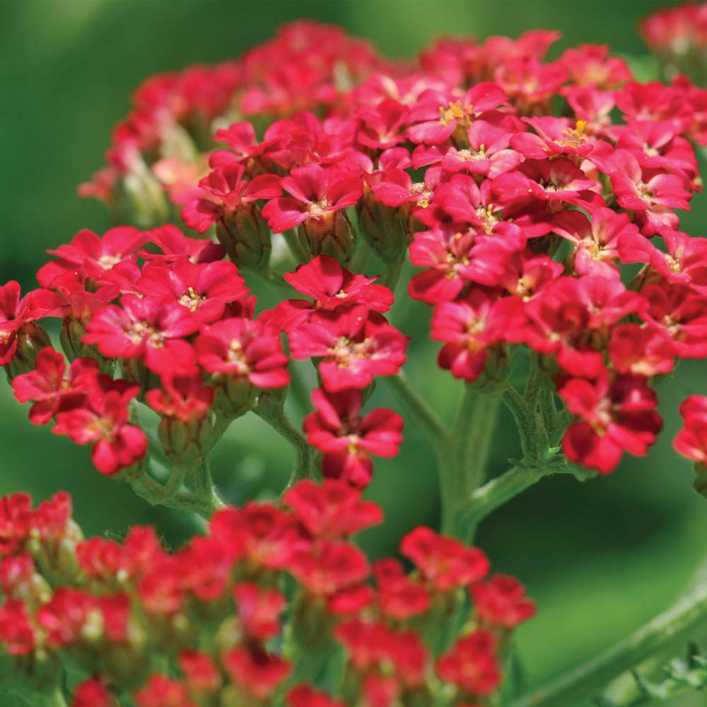 Achillea Millefolium Cerise Queen - Hardy Perennial - Flowers All Summer - Low Maintenance Garden - Cut Flower Garden- 2x1 Litre Pot by Thompson and Morgan (2)