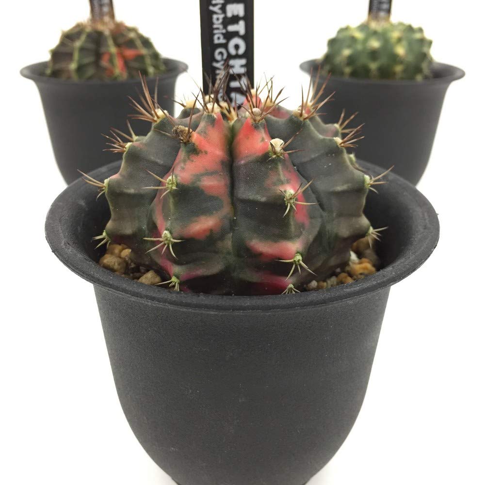 Amazon | (株)赤塚植物園 ① ペッタムシィー（Petchtamsee）農場の 