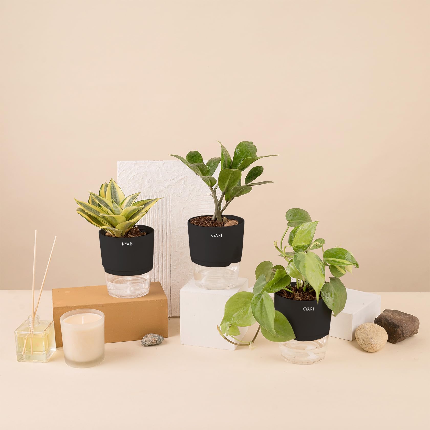 KYARI Money variegated-Golden Hahnii Snake-Zamia Green Combo of 3 Indoor Plants for Living Room | Live Plants | Plants with Black Pot for Home Air purifier plants | Plants for Home Decor & Garden (B0CHYV6Q1J) Amazon Price History, Amazon Price Tracker