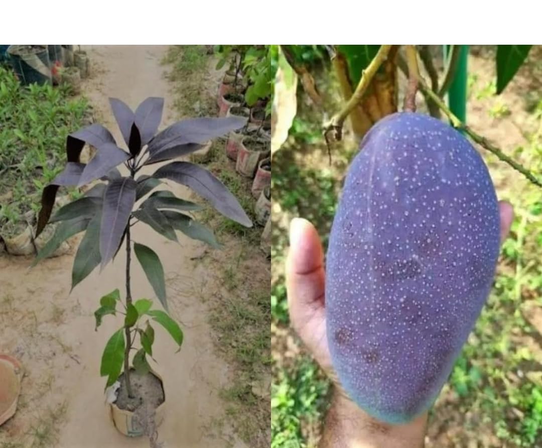 Plants Japan variant Miajaki Mango plant all seasons Garden Growing Kit-image-16