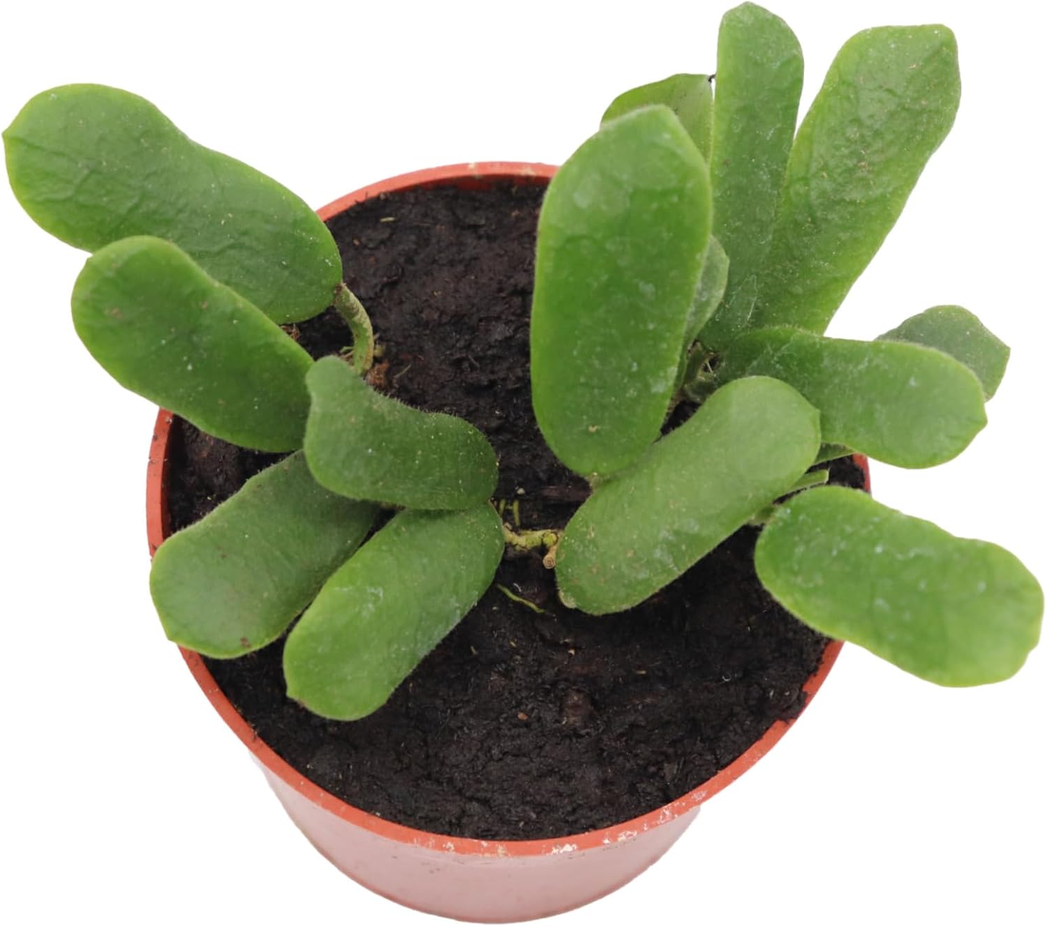 Rare Hoya Rotundiflora 4" from California Tropicals