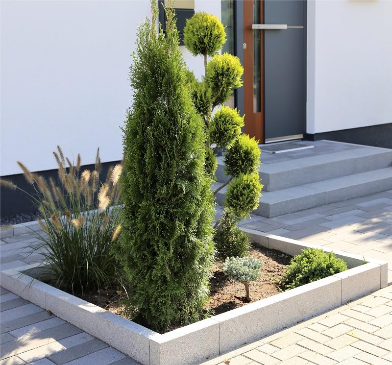 Thuja occidentalis Golden Smaragd Pon Pon - Gartenbonsai Formschnitt-Formgehlz  - Multibol - Grenauswahl (80-100 cm - 18 Liter Topf) : Amazon.de: Garten
