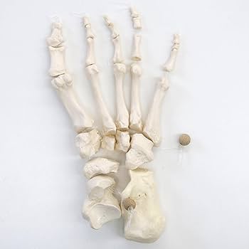 Amazon.co.jp: 足の各骨は糸で緩く接続，各骨を関節面を観察