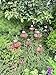 Rusty Metal Flower Garden Stakes - Set of 6 - Rustic Outdoor Decor, Bee Water Station